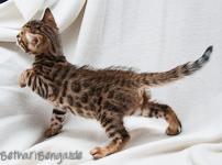 Bengal Katze rosetted